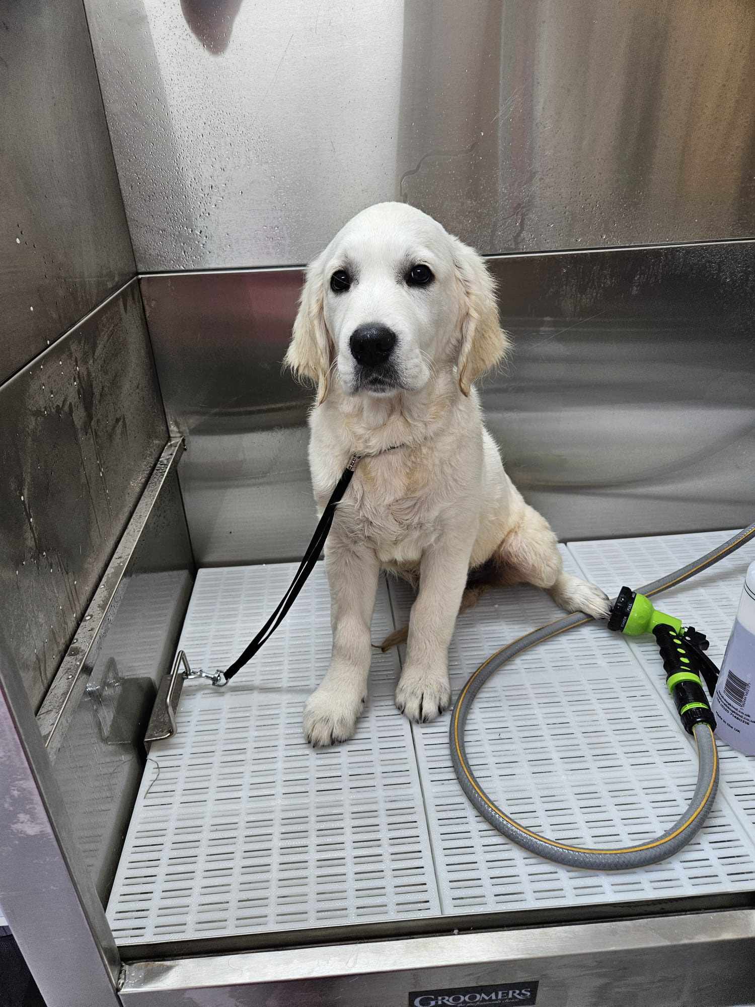 Bentley During His Full Puppy Groom