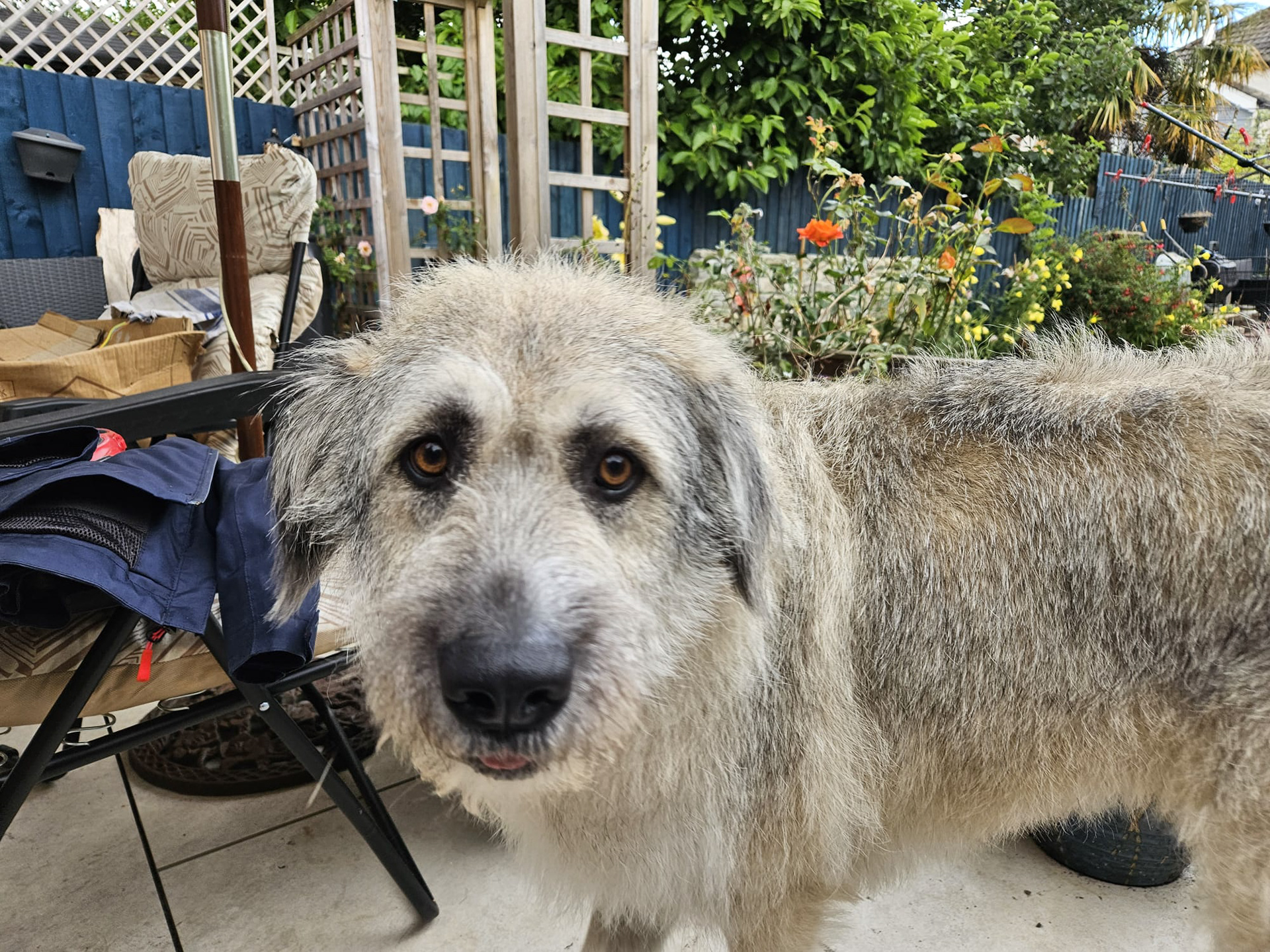 All Smiles in The Garden For Scruffy