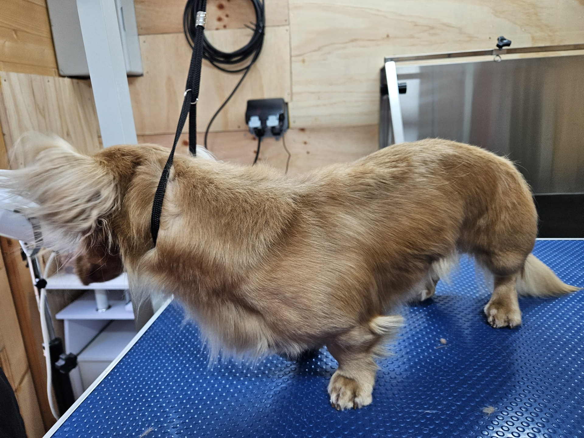 Tofffe During Her Blow Dry
