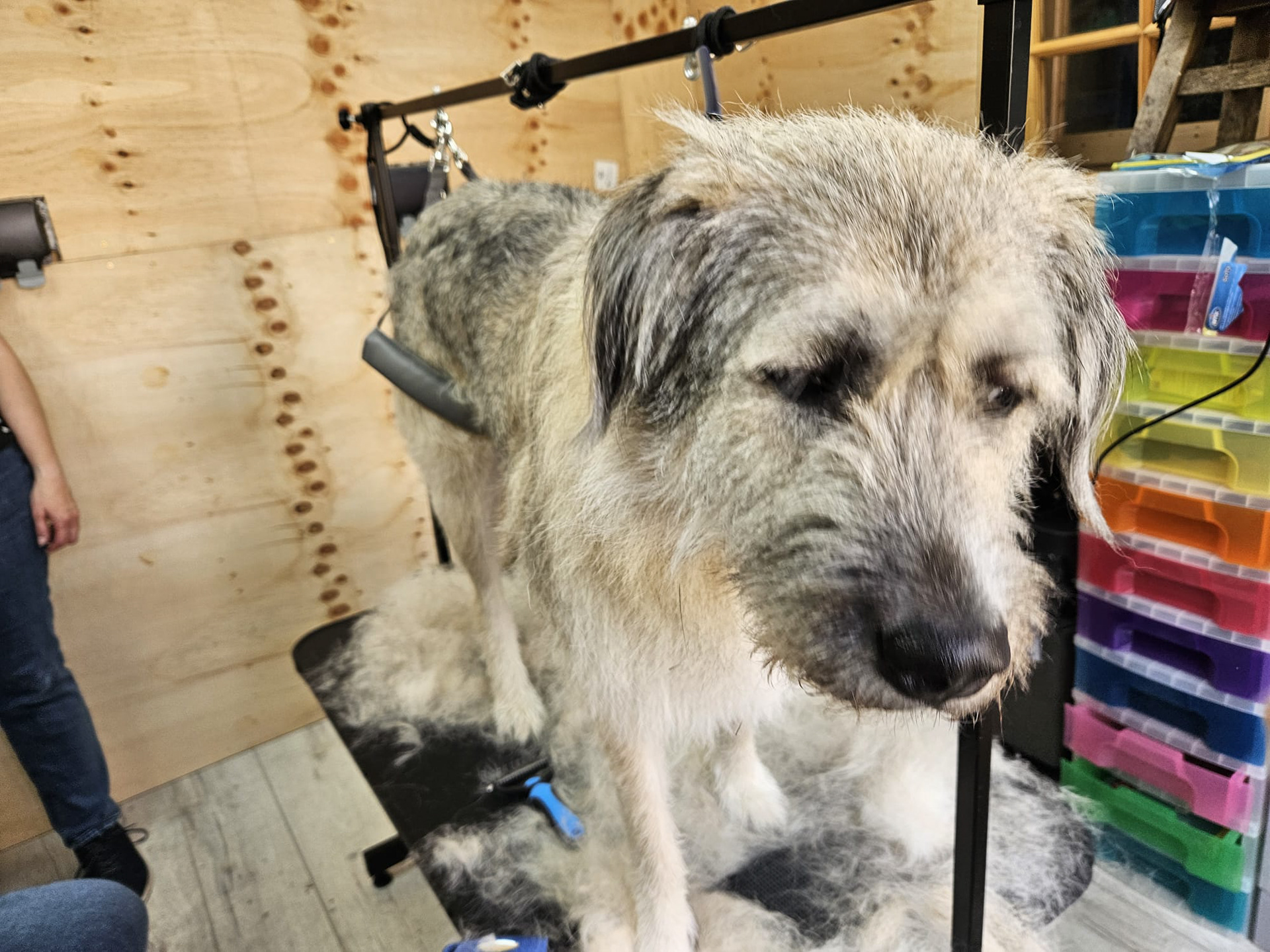 Scrufy During A Brush and Clean Service