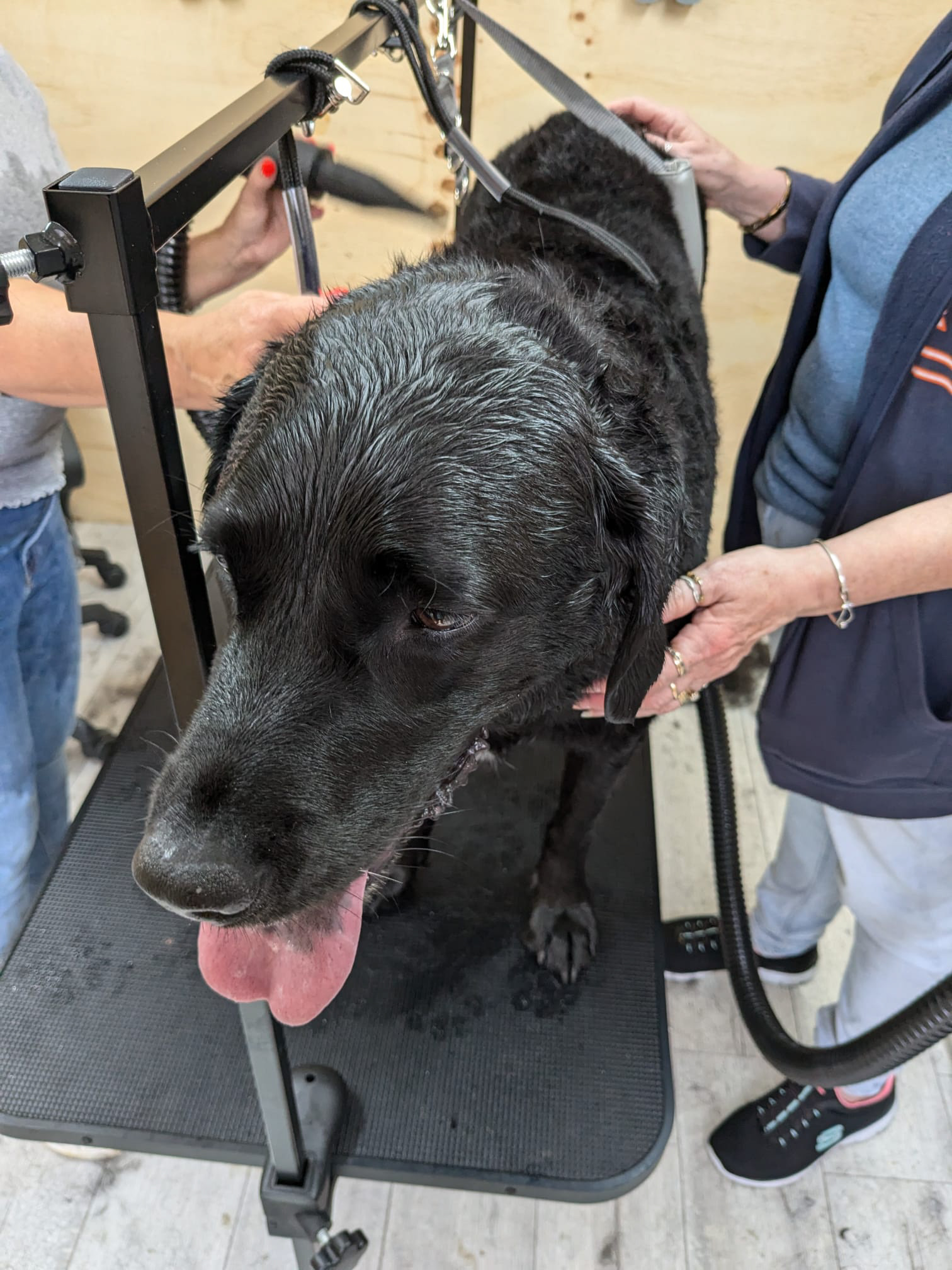 Honey During Her Wash and Dry