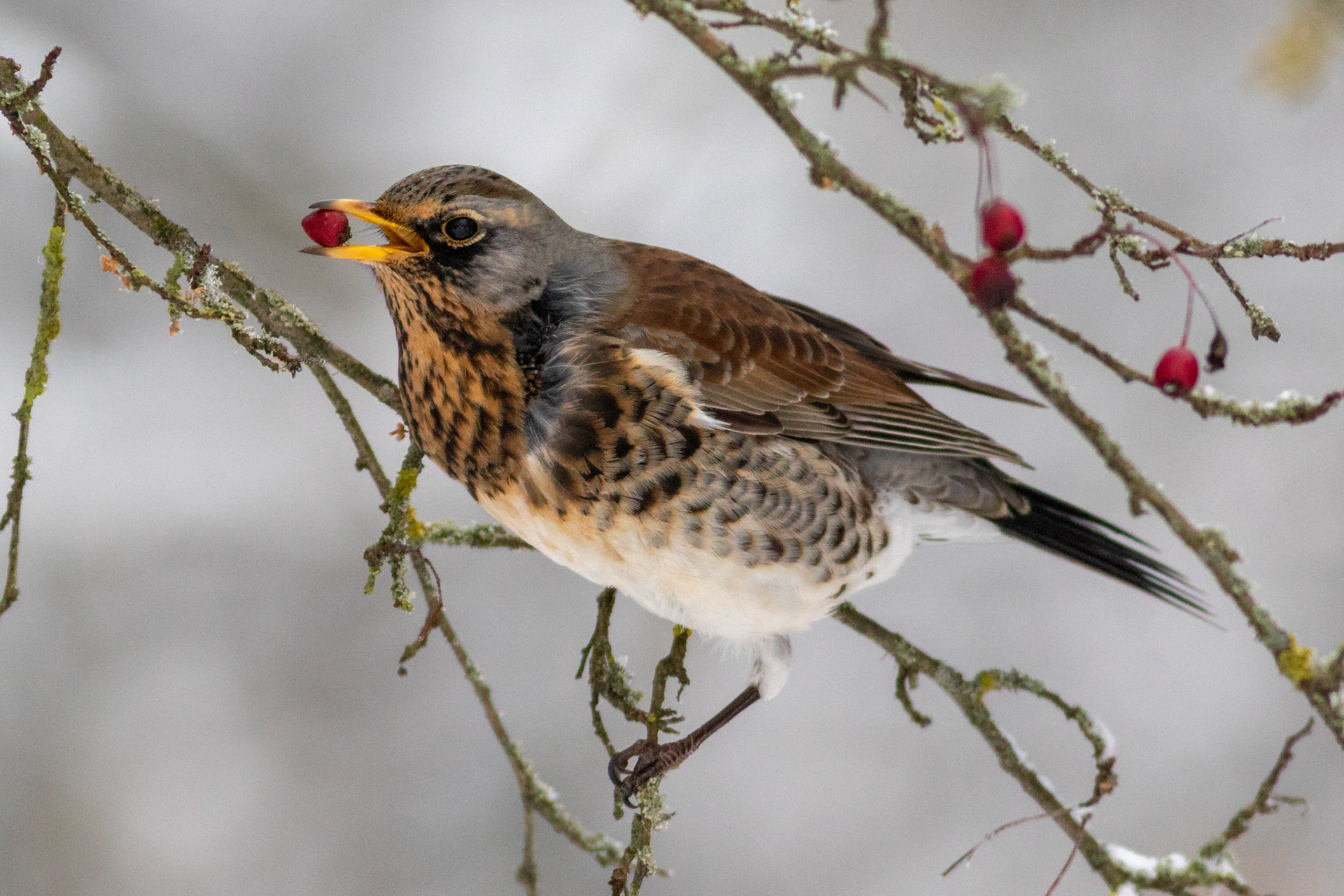 Fieldfare / Smilginis strazdas