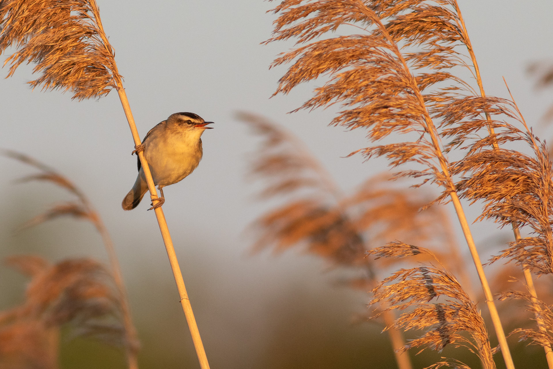 Sedge Warbler / Ežerinė nendrinukė
