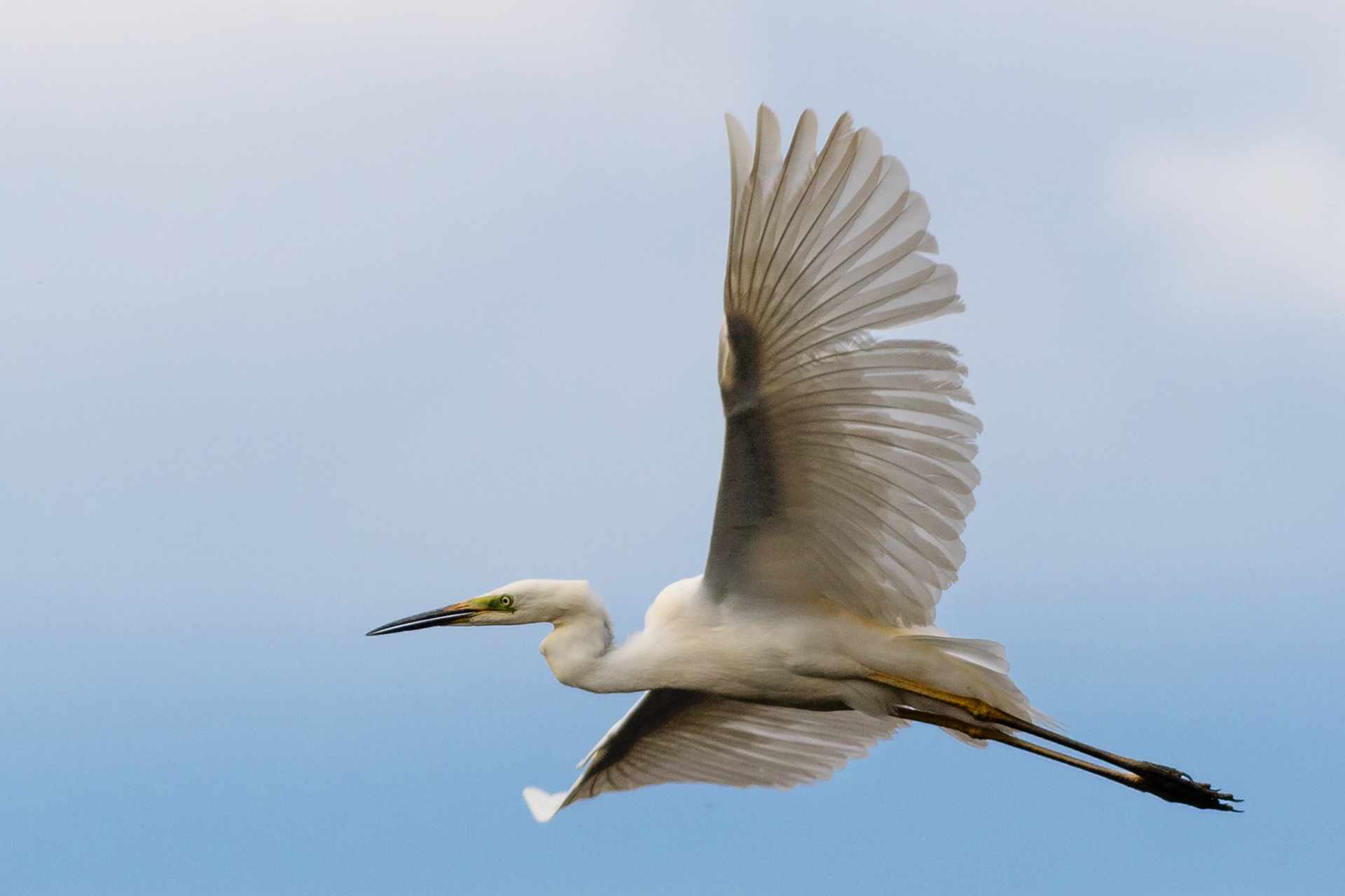 Great White Egret / Didysis baltasis garnys