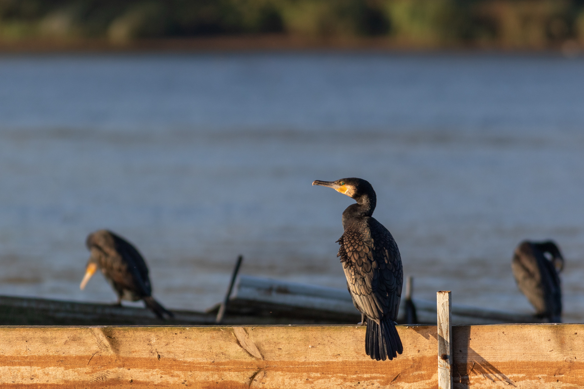 Great Cormorant / Didysis kormoranas