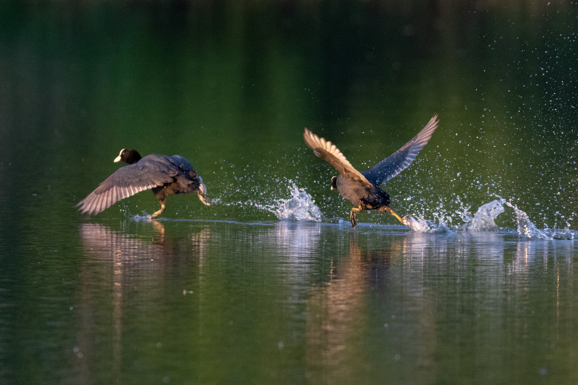 Fulica Atra / Laukys