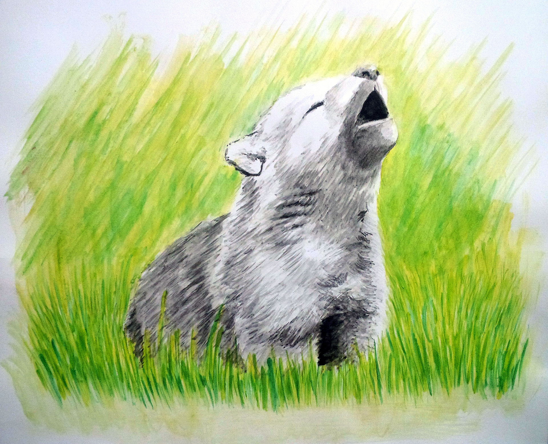 Puppy Wolf (2014) | Watercolor on Paper