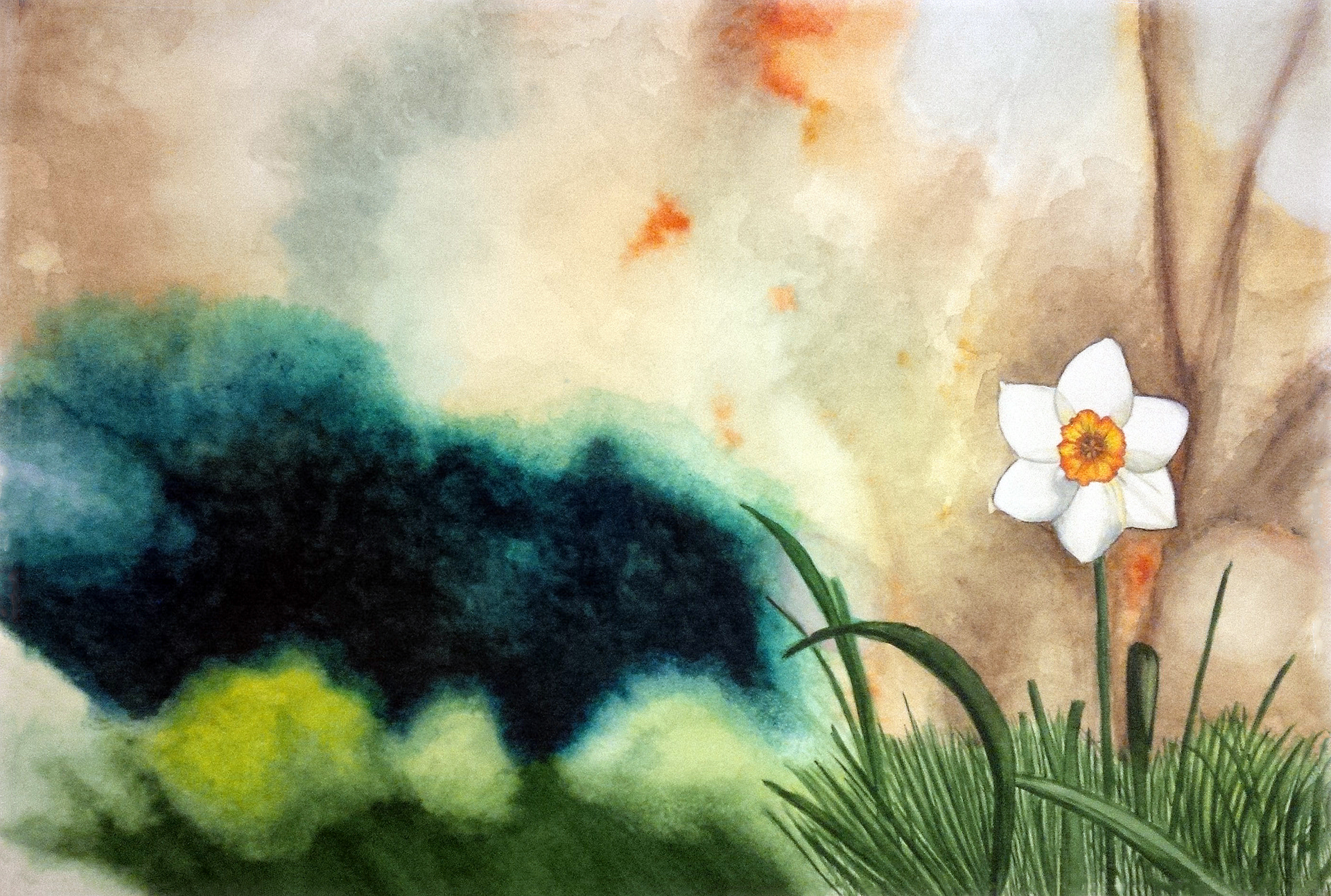 Daffodil - Narcissus (2014) | Watercolor on Paper 35x50