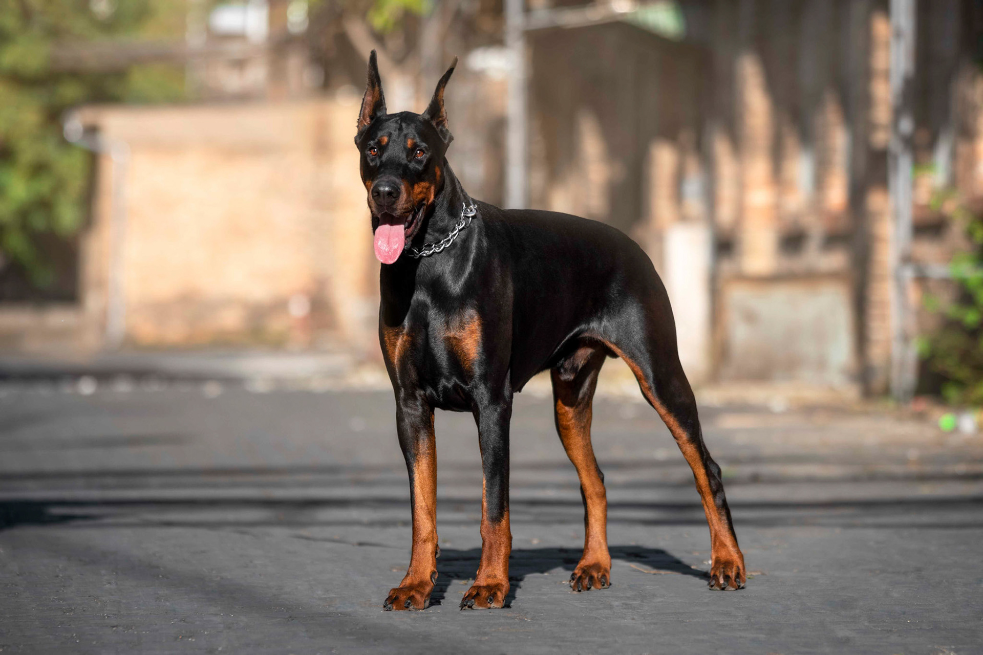Rikó