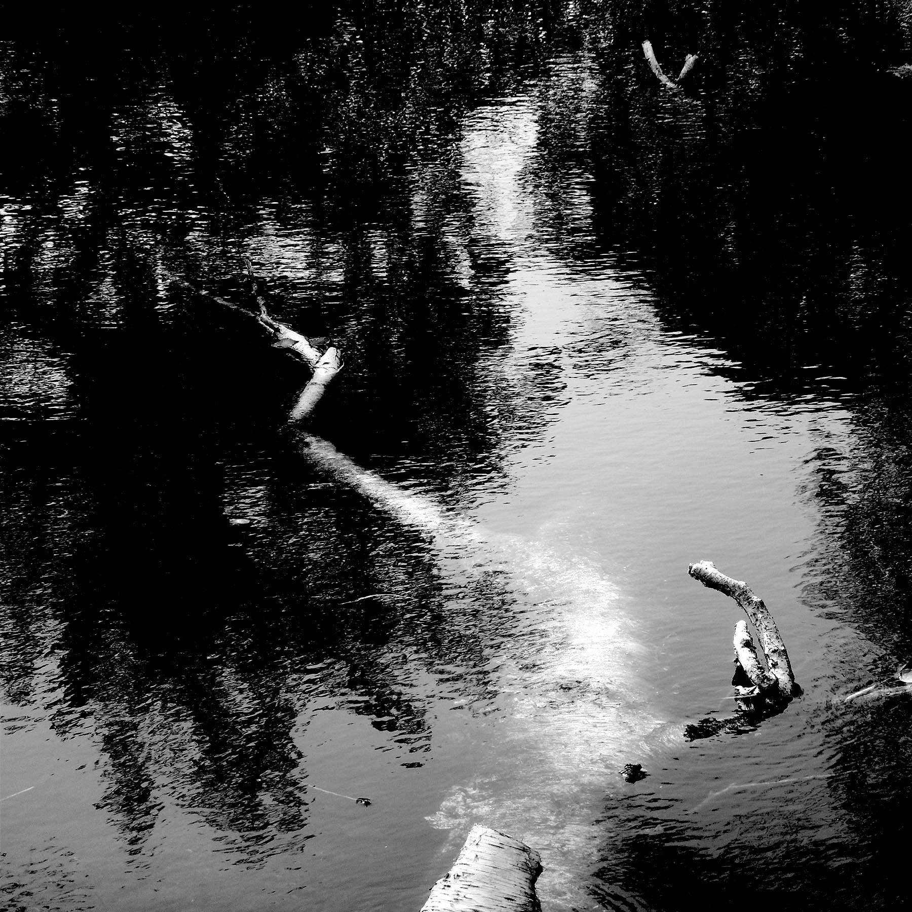 black and white fallen tree just beneath the water of a pond