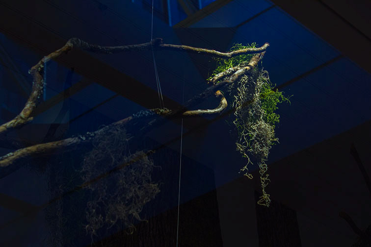 dramatically lit mossy tree branch in display case