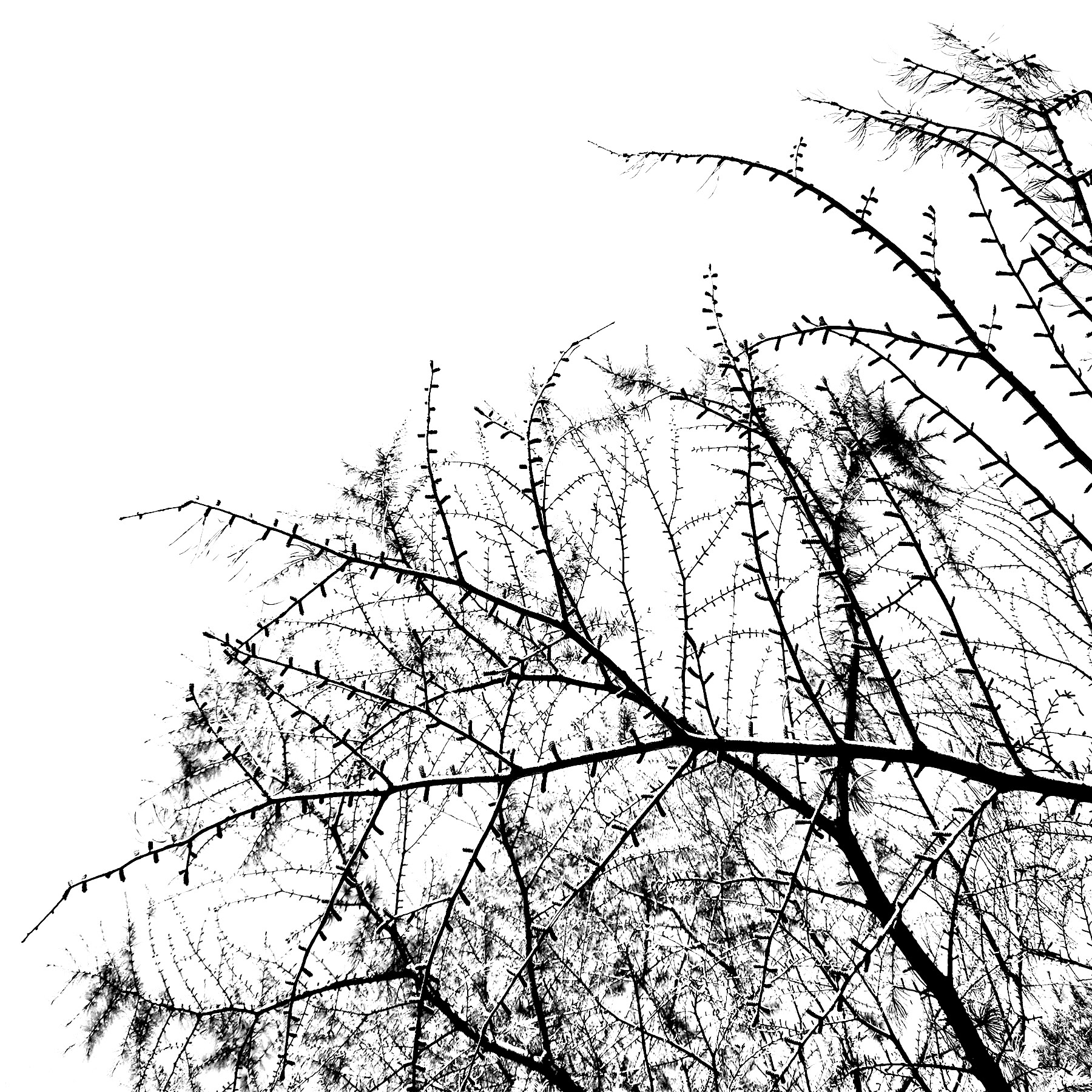 black and white image of tree branches against the sky
