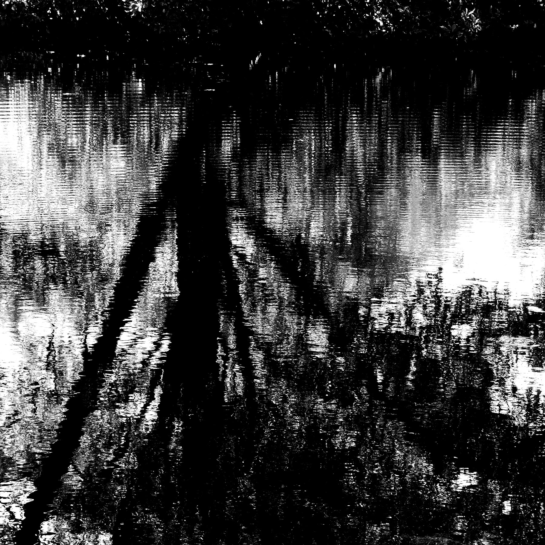 black and white tree reflections on a pond