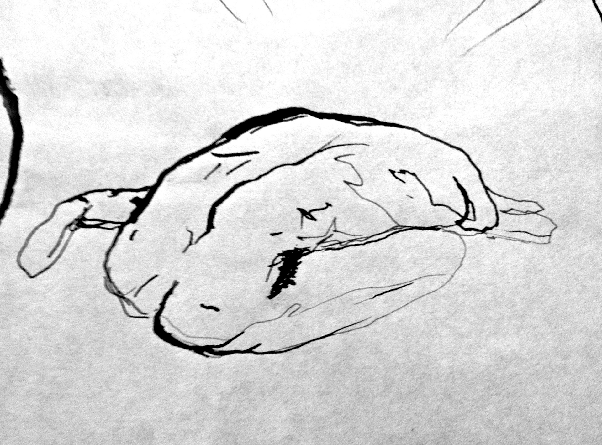 contour ink drawing of human figure