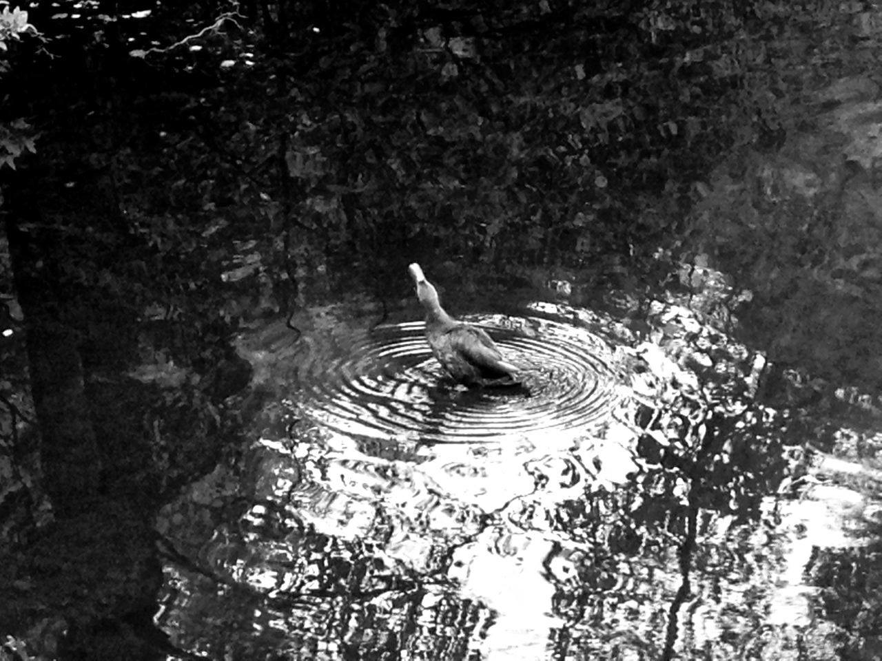 black and white duck creating a ripple in a still pond