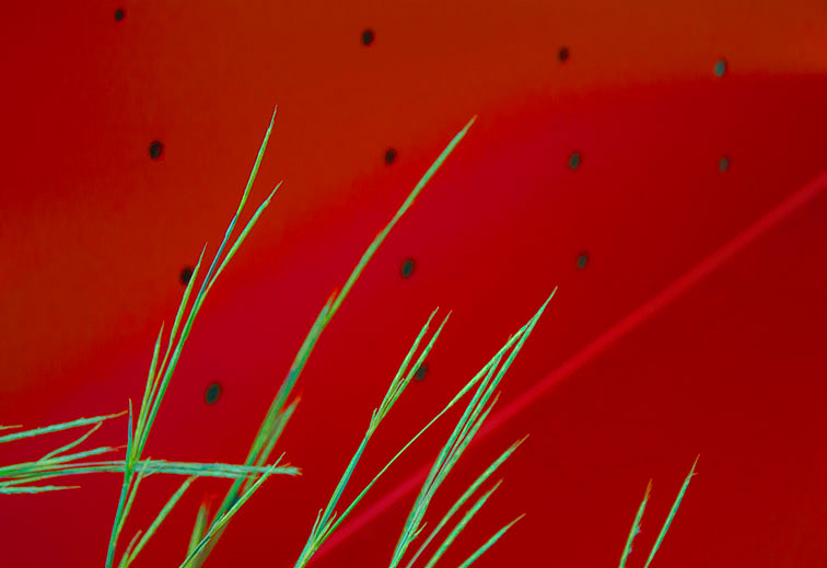 green grassy plant against red metal