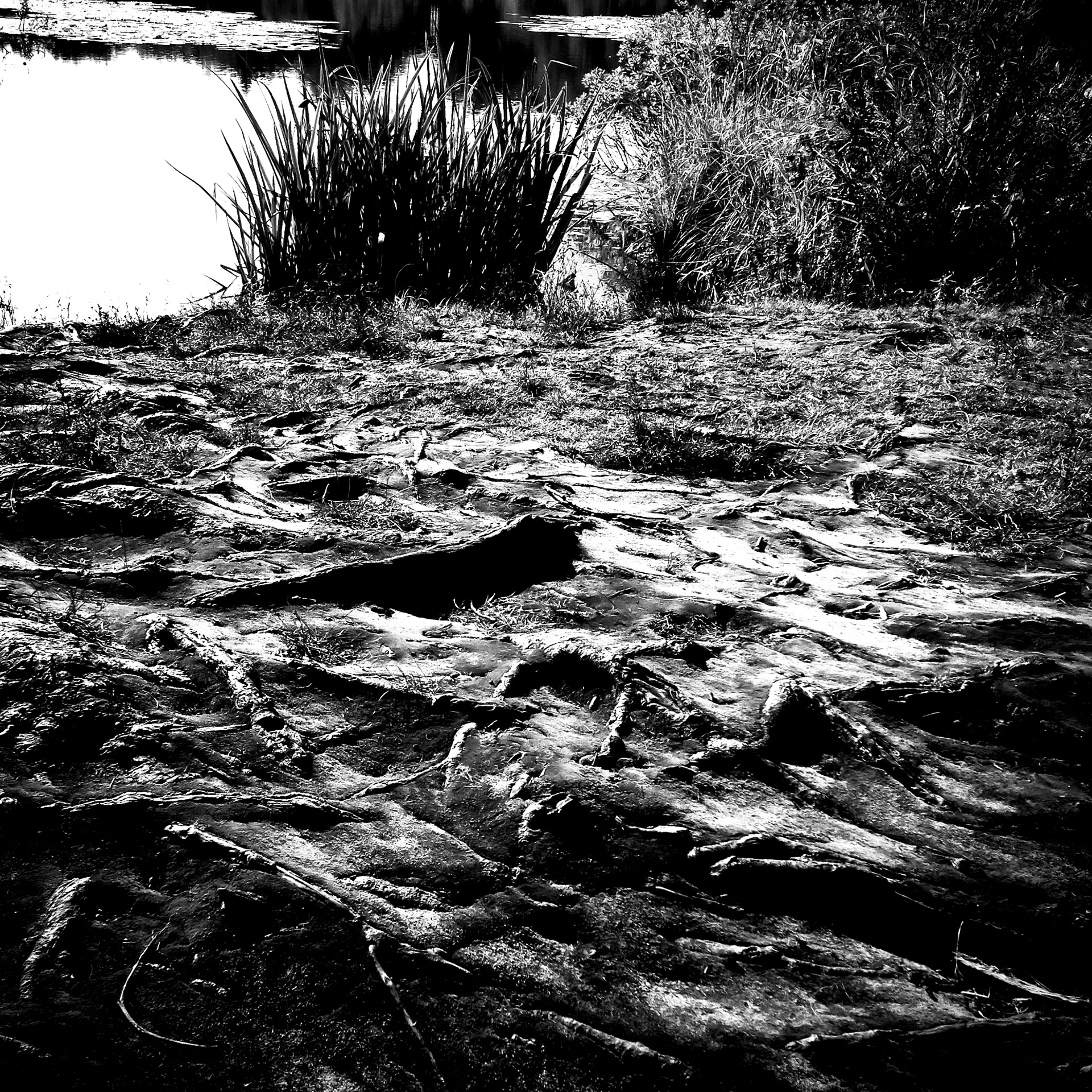 black and white exposed roots by a pond