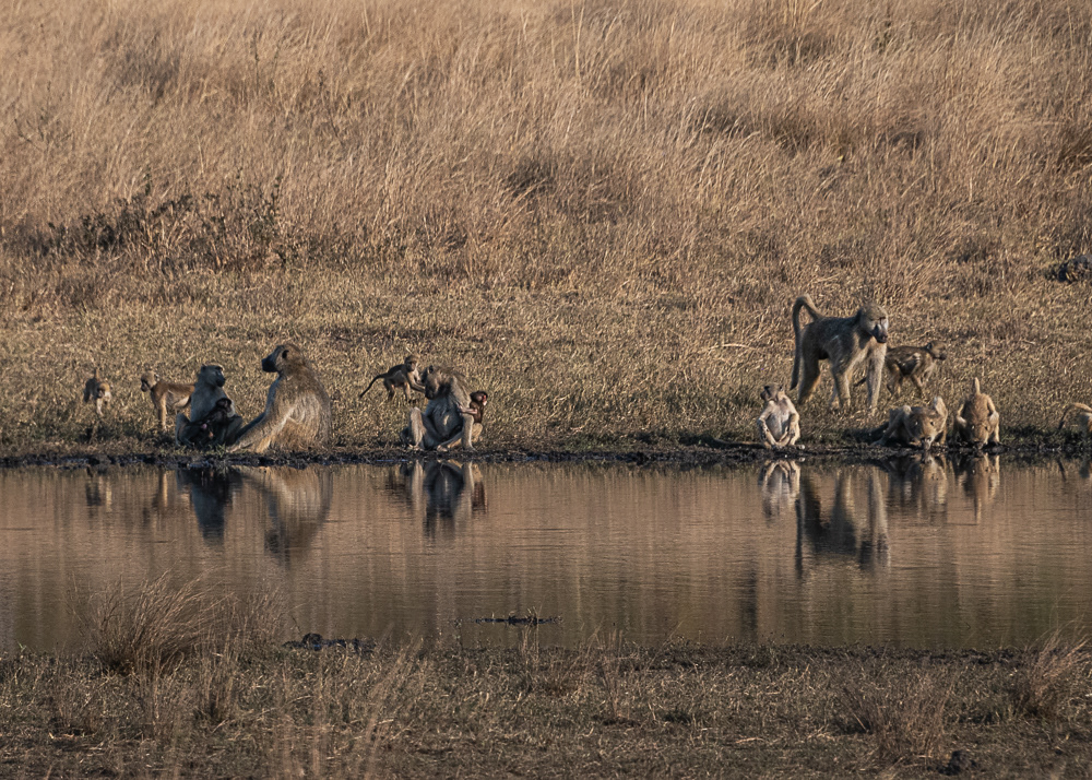 Baboons at the Watering Hole