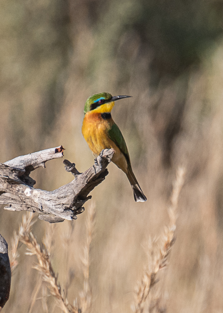 Bee Eater in the Delta