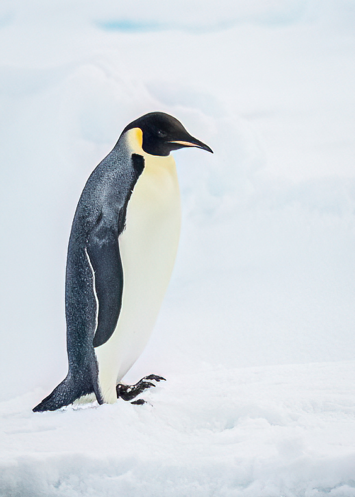 Wayward Emporer Penguin in Blind Bay