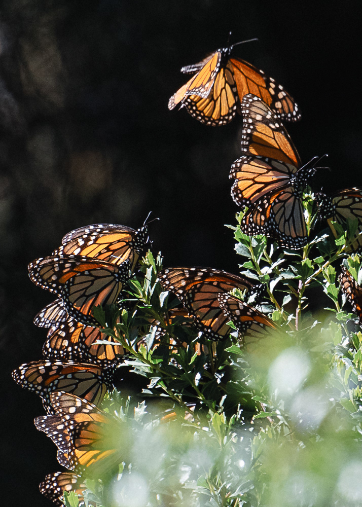 Monarchs at Sierra Chincua Monarch Reserve