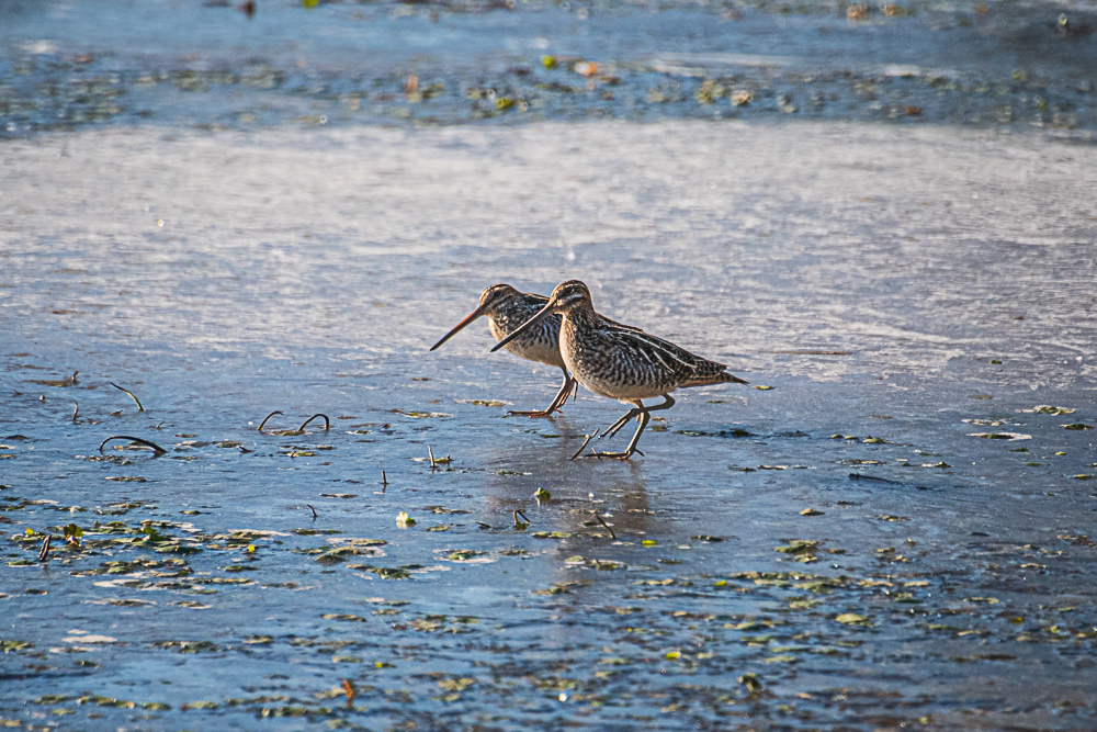 Wilson Snipes on Ice at Huntley Meadows