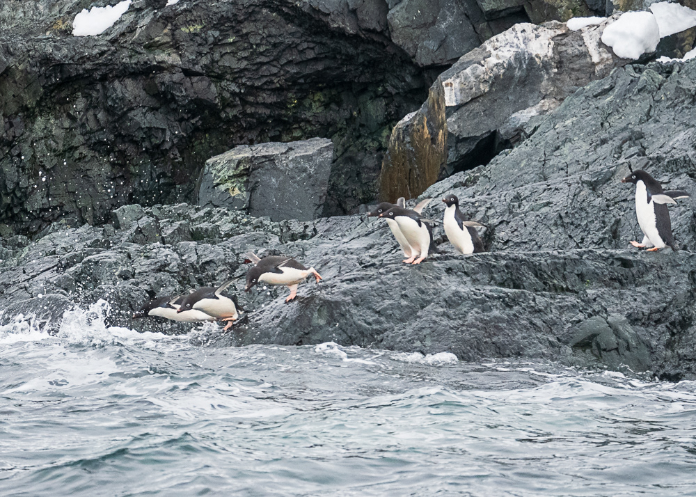 Adelie Penguin Colony