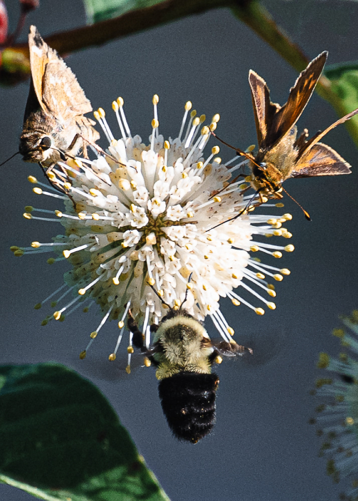 Skippers and a Bee on Button Bush at Kenilworth