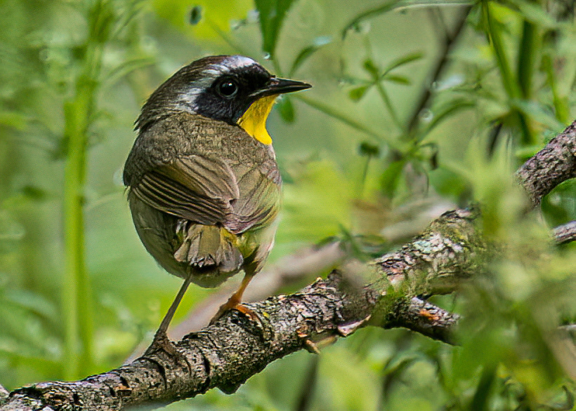 Common Yellowthroat at Barcroft Park