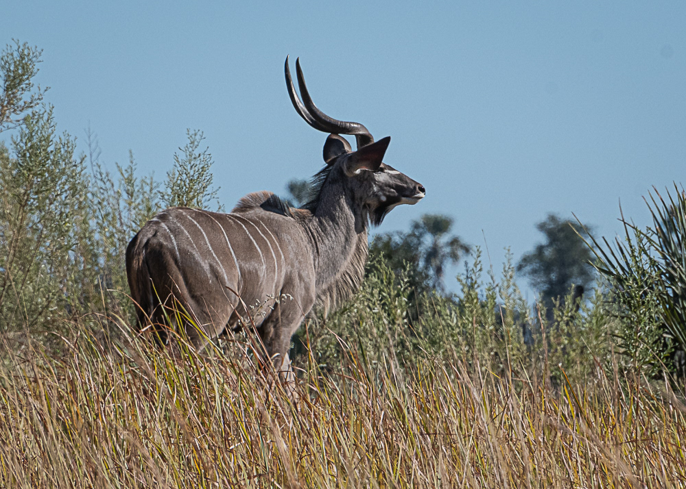 Kudu at the Delta