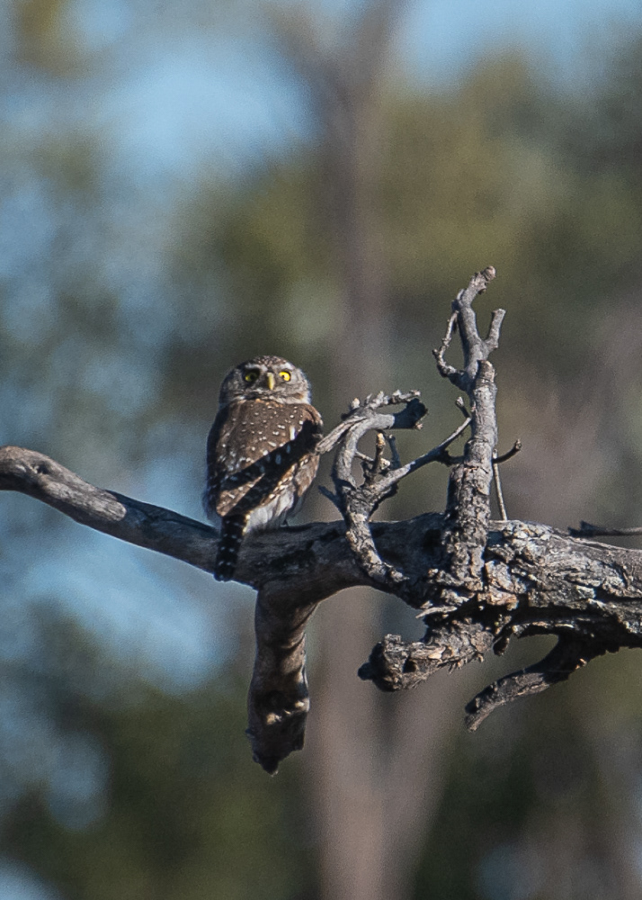 African Barred Owlet at the Delta