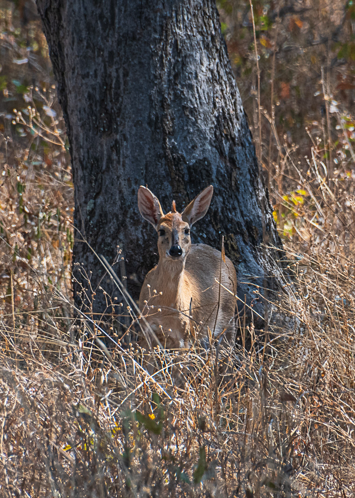 Antelope at Hwange