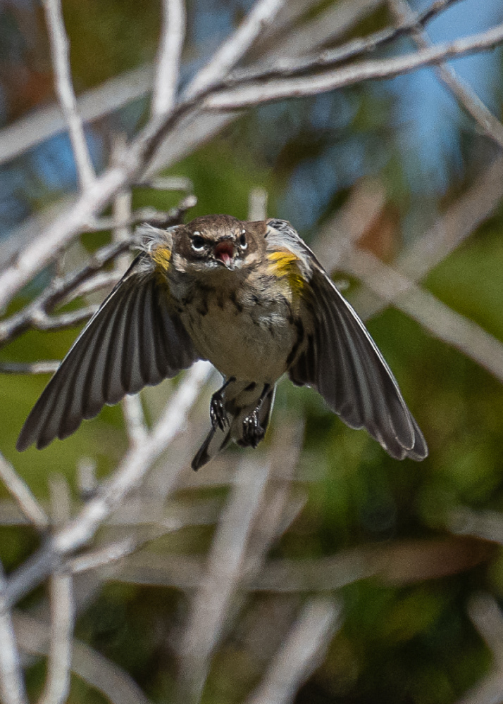Yellow Rumped Warbler at Cape May