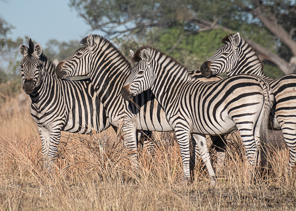 Zebras at Okavango Delta