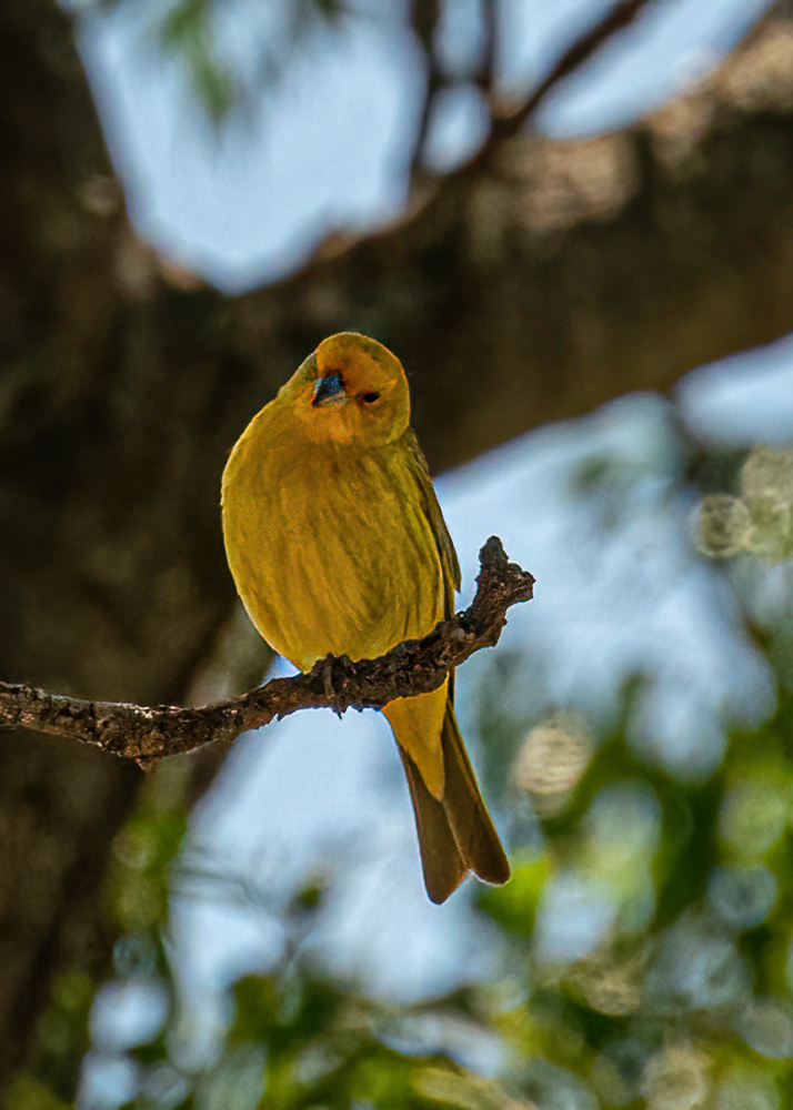 Saffron Finch at Ecological Reserve in Buenos Aires