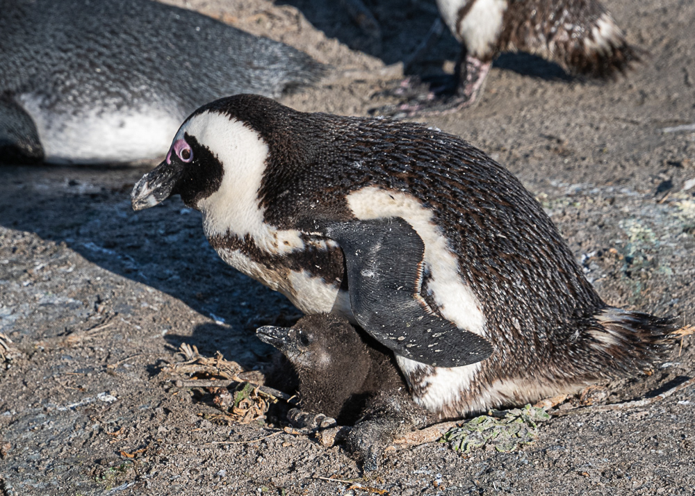 Boulder Penguin Colony