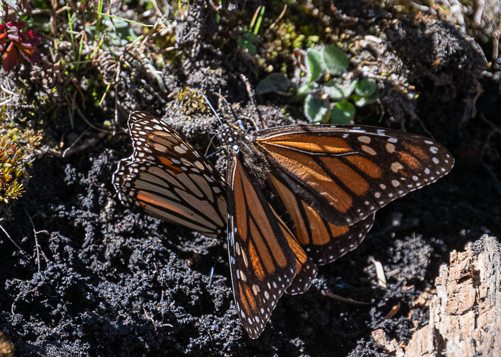 Monarchs at Sierra Chincua Monarch Reserve