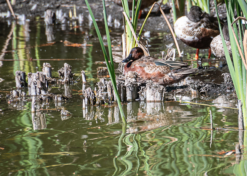 Cinnamon Teal  at Xochimilco Ecological Park