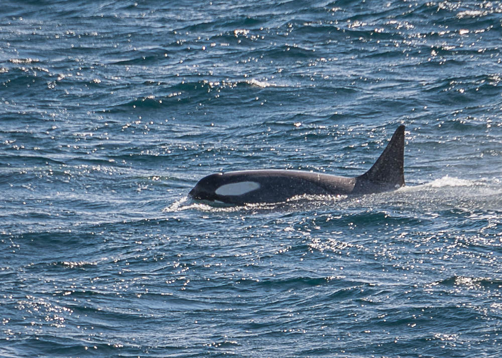 Orca Following the Ship