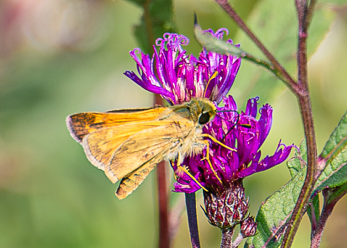 Skipper at Huntley