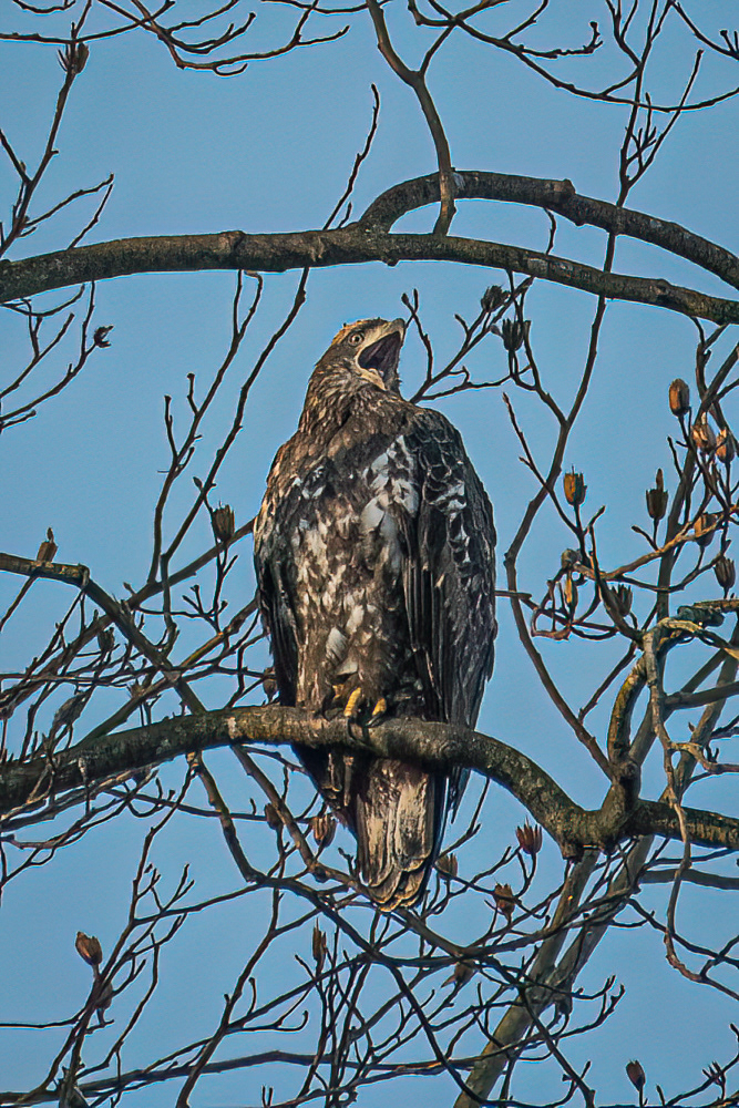 Juvenile Bald Eagle at Conowingo Dam