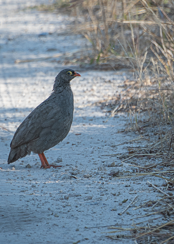 Guinea Fowl at Chobe Reserve