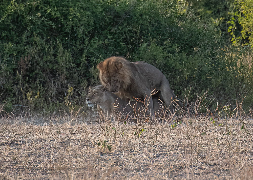 Lions Mating in Chobe Reserve