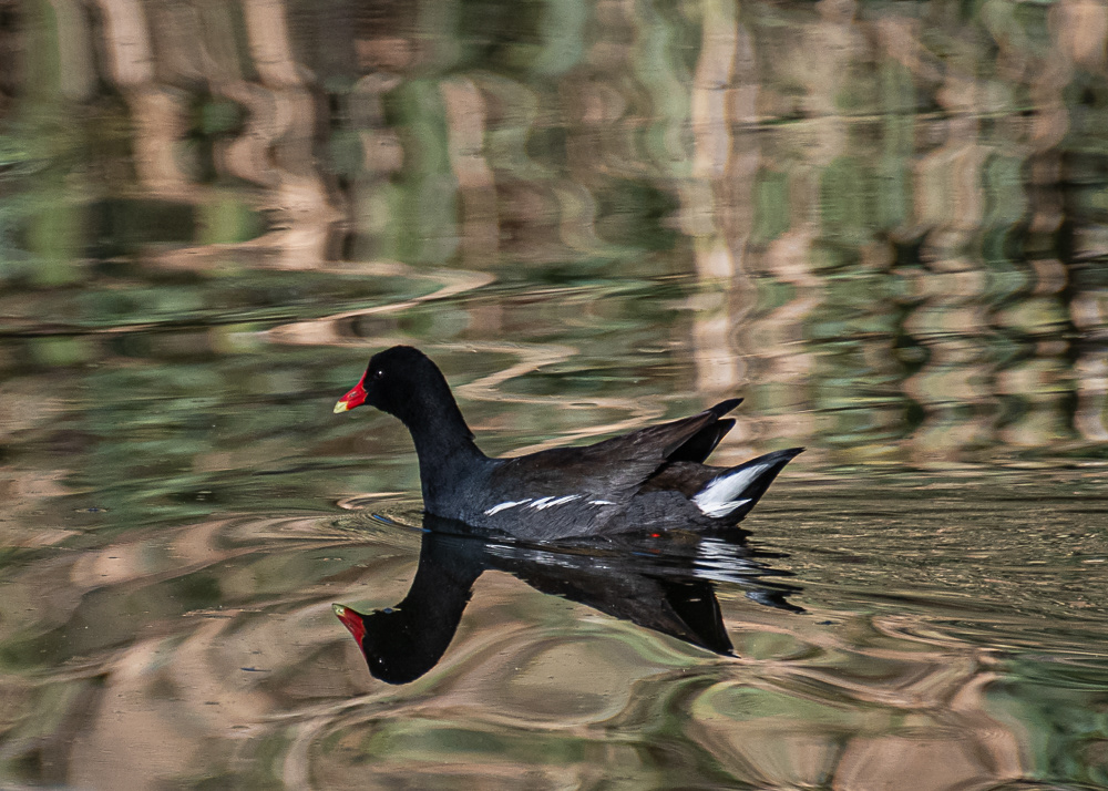 Common Galinule  at Xochimilco Ecological Park