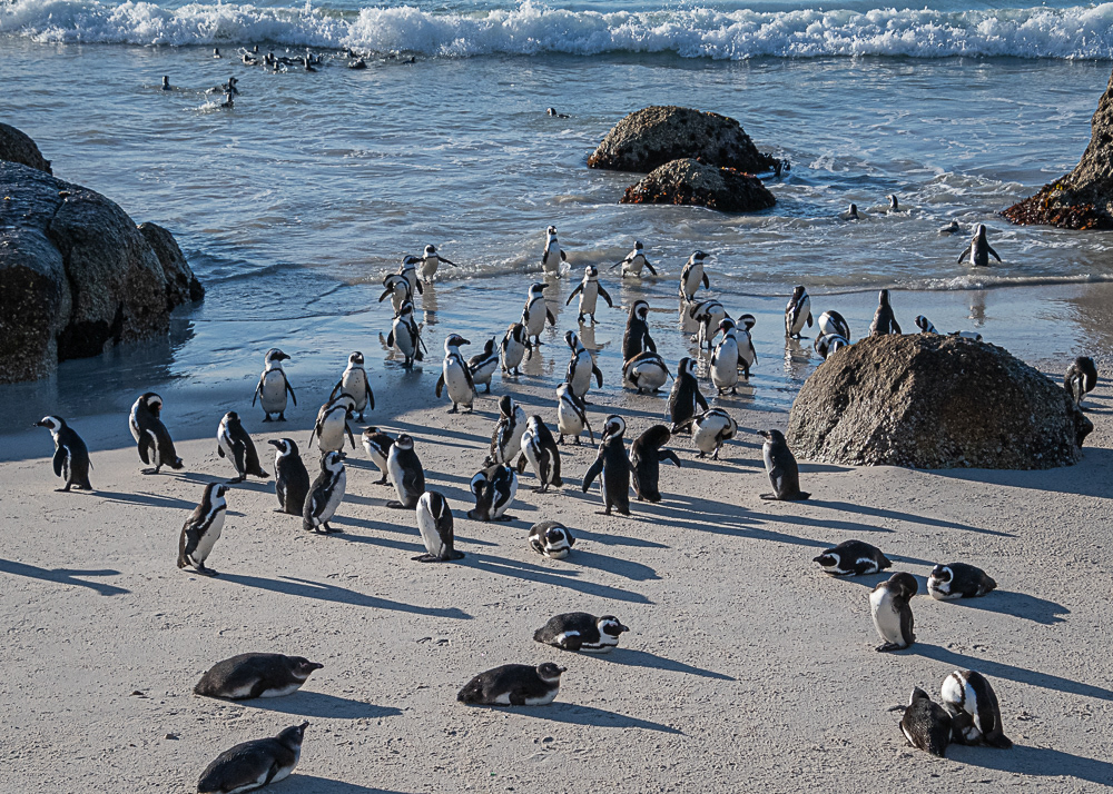 Boulder Penguin Colony