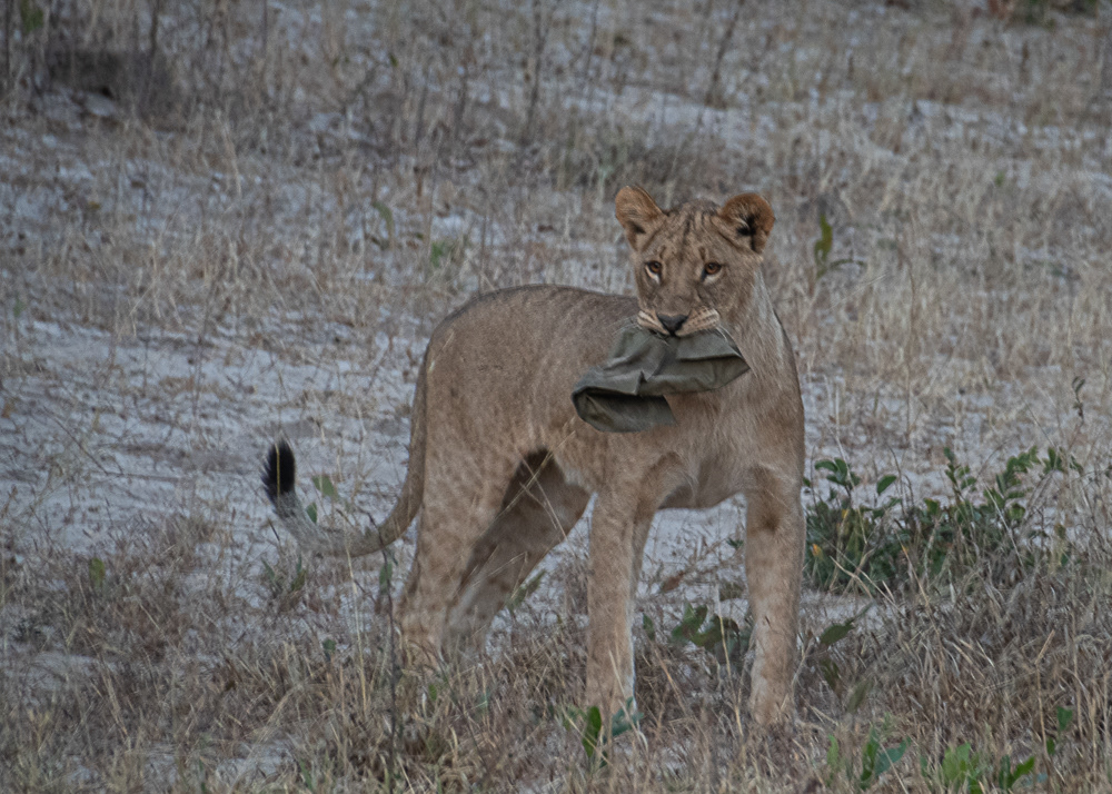 Lion with something that fell out of a safari jeep