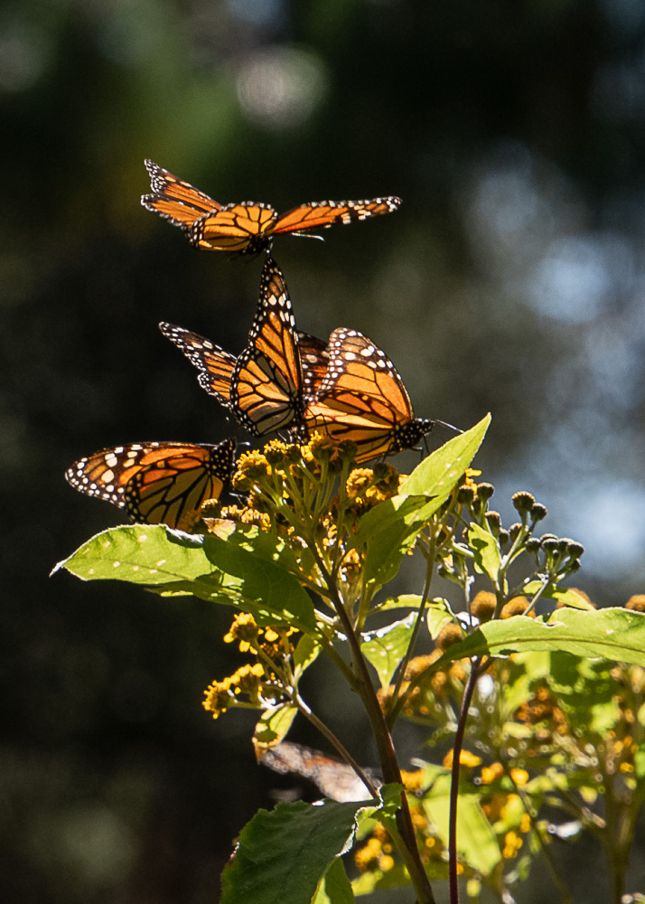 Monarchs at El Rosario Monarch Reserve