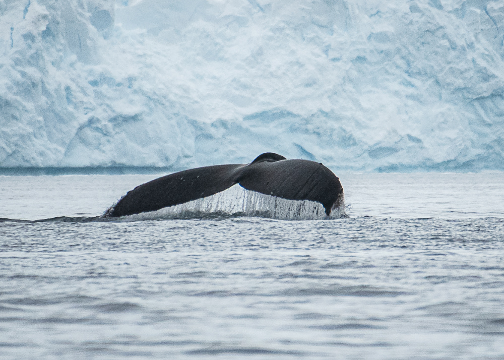 Humpback Whale in Antarctica