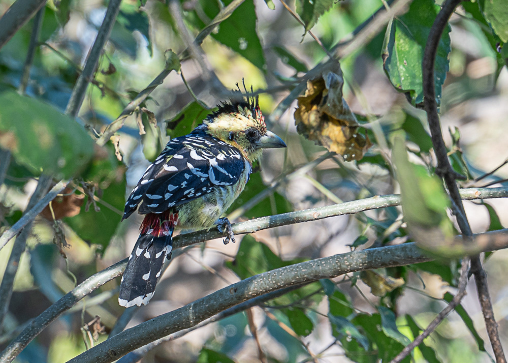 Crested Barbet at the Lodge in Okavango Delta