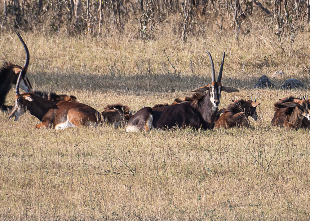 Sable at Hwange Reserve